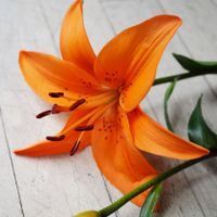 Remove bean-shaped anthers from Liliums to prevent pollen stains