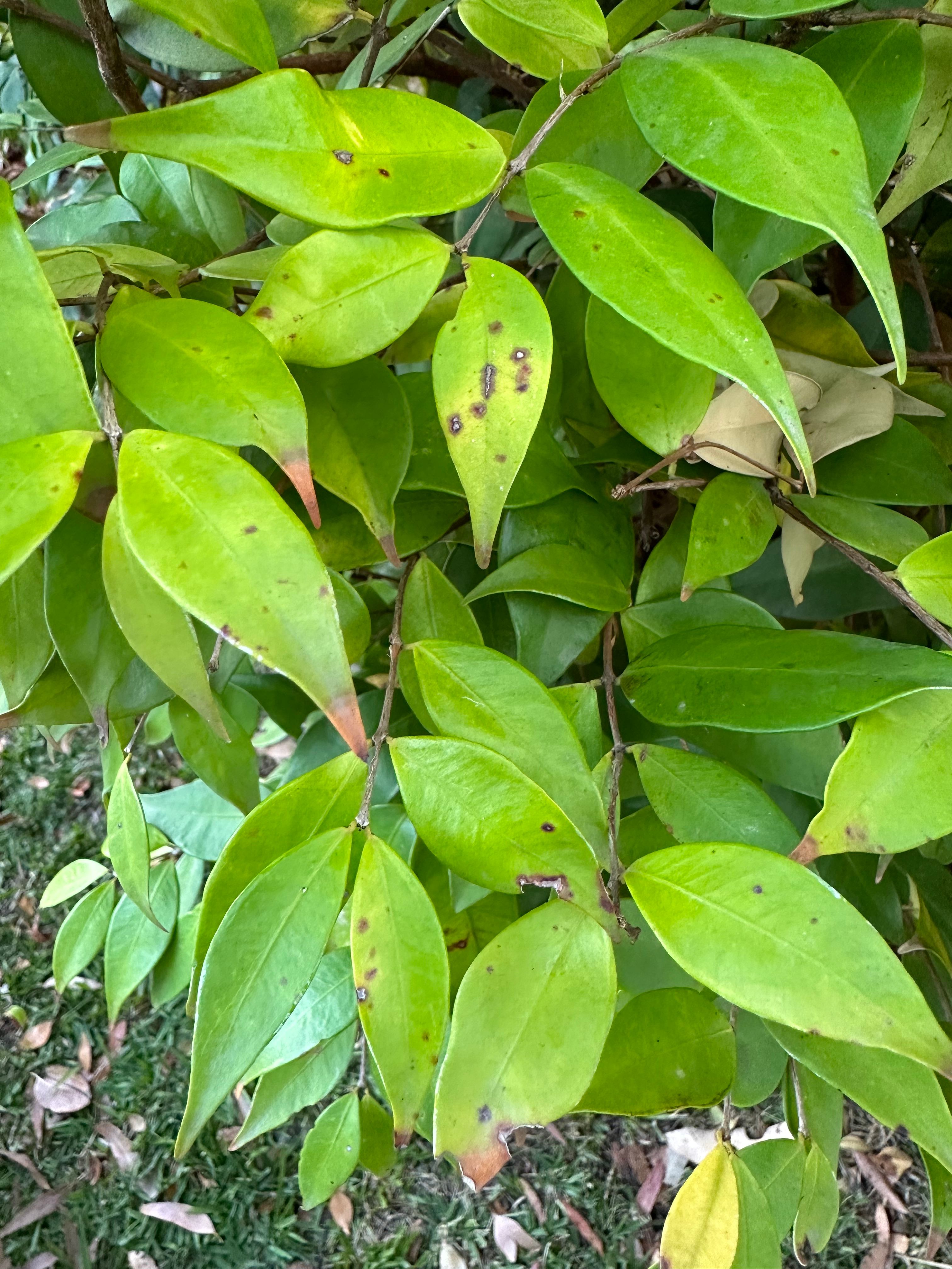 solved-lilly-pilly-cascade-spots-on-leaves-bunnings-workshop-community