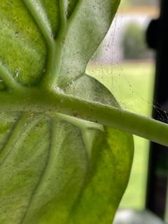 How to treat mealy bugs Bunnings Workshop community