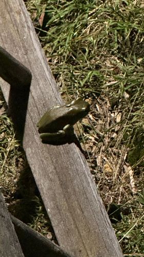 Gorgeous green visitor