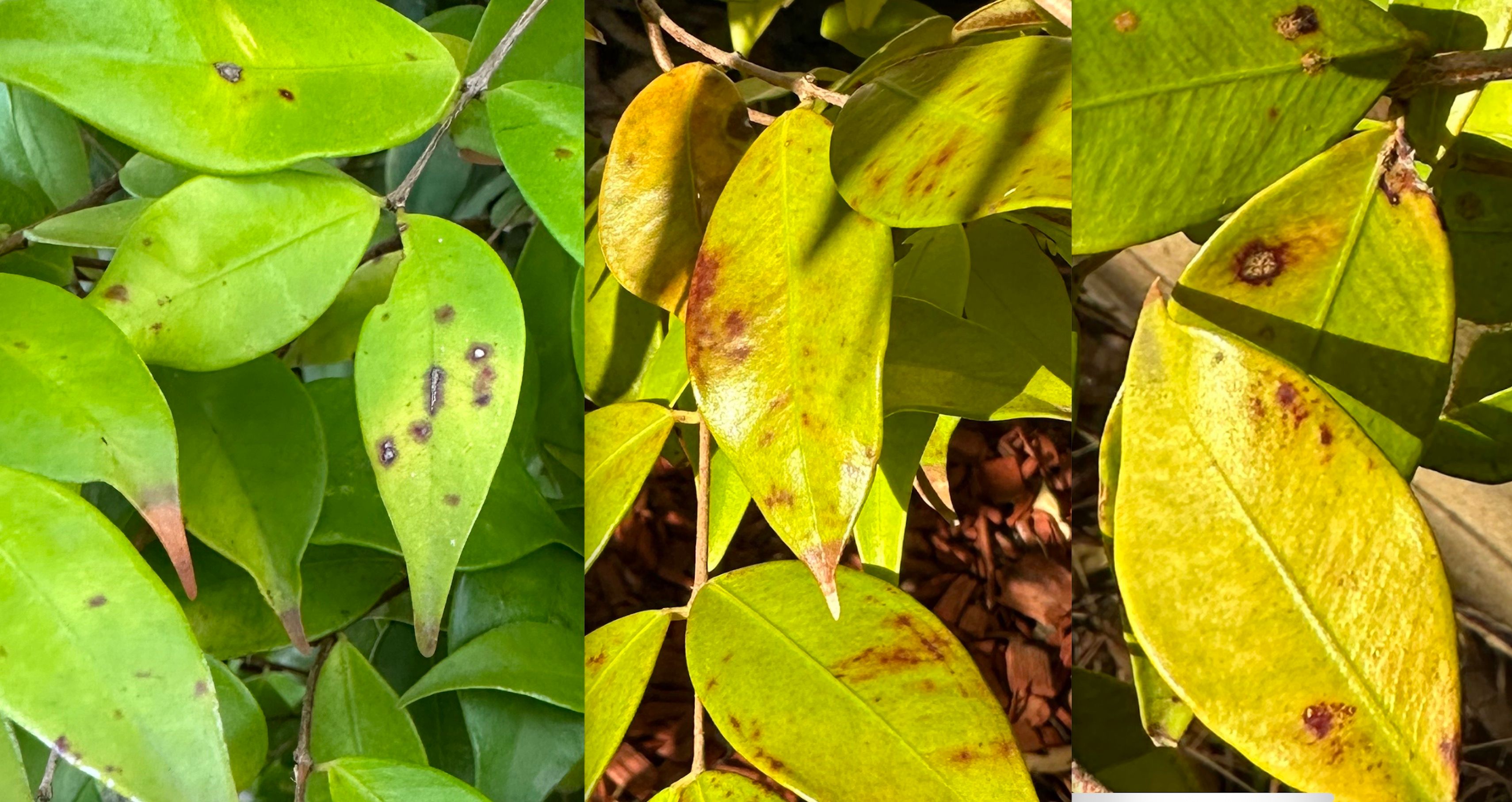 Solved: Lilly Pilly Cascade - spots on leaves - Page 2 | Bunnings ...