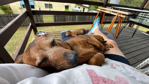 Sounds asleep enjoying country life