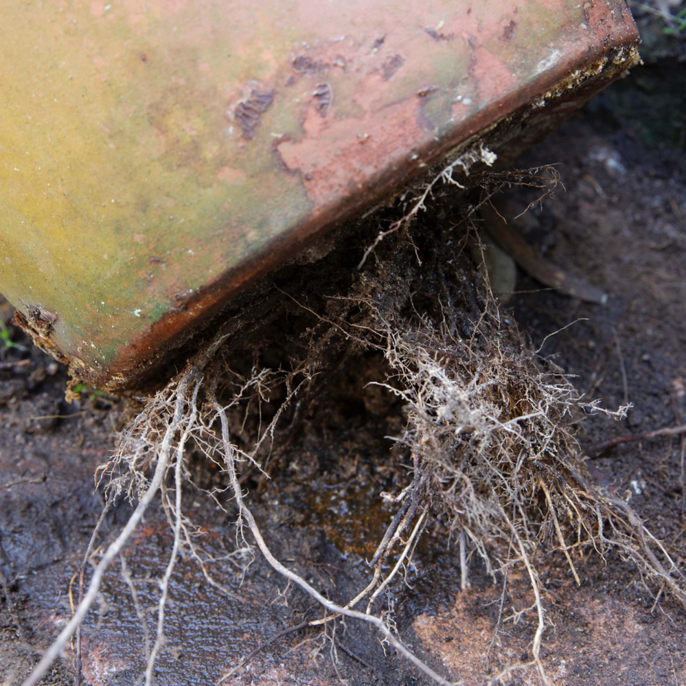 Trim these roots before attempting to remove plant from pot