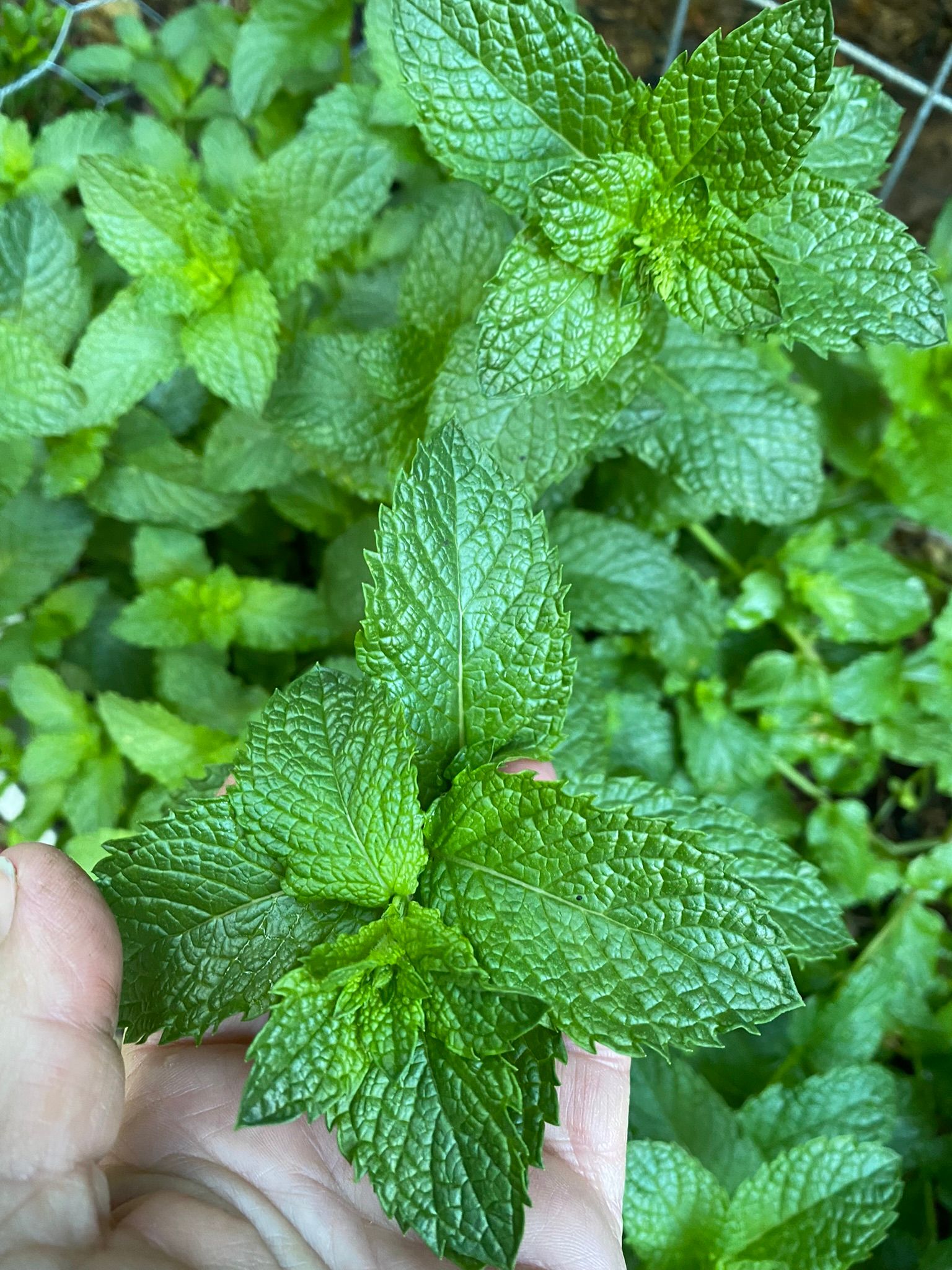 How to start a sensory garden | Bunnings Workshop community