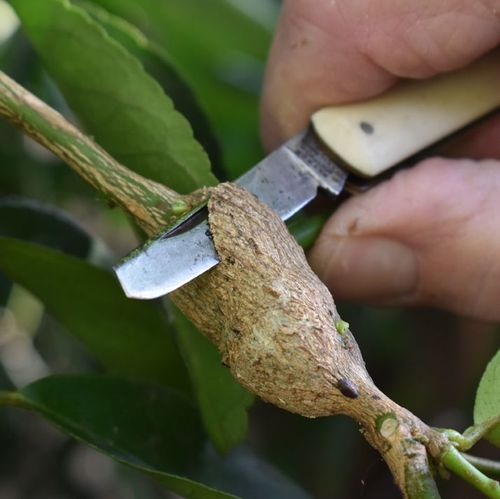 Slicing through a gall to expose larvae