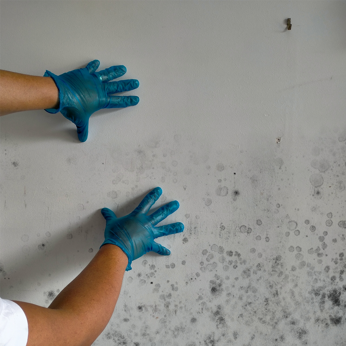 How to remove mould stains from walls Bunnings community