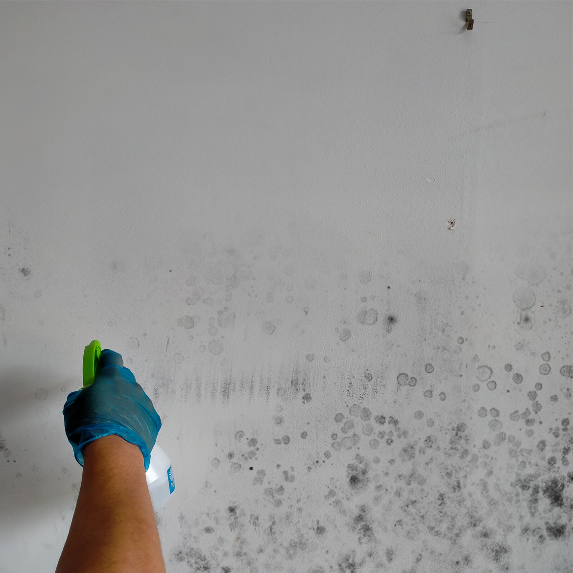 how-to-remove-mould-stains-from-walls-bunnings-workshop-community