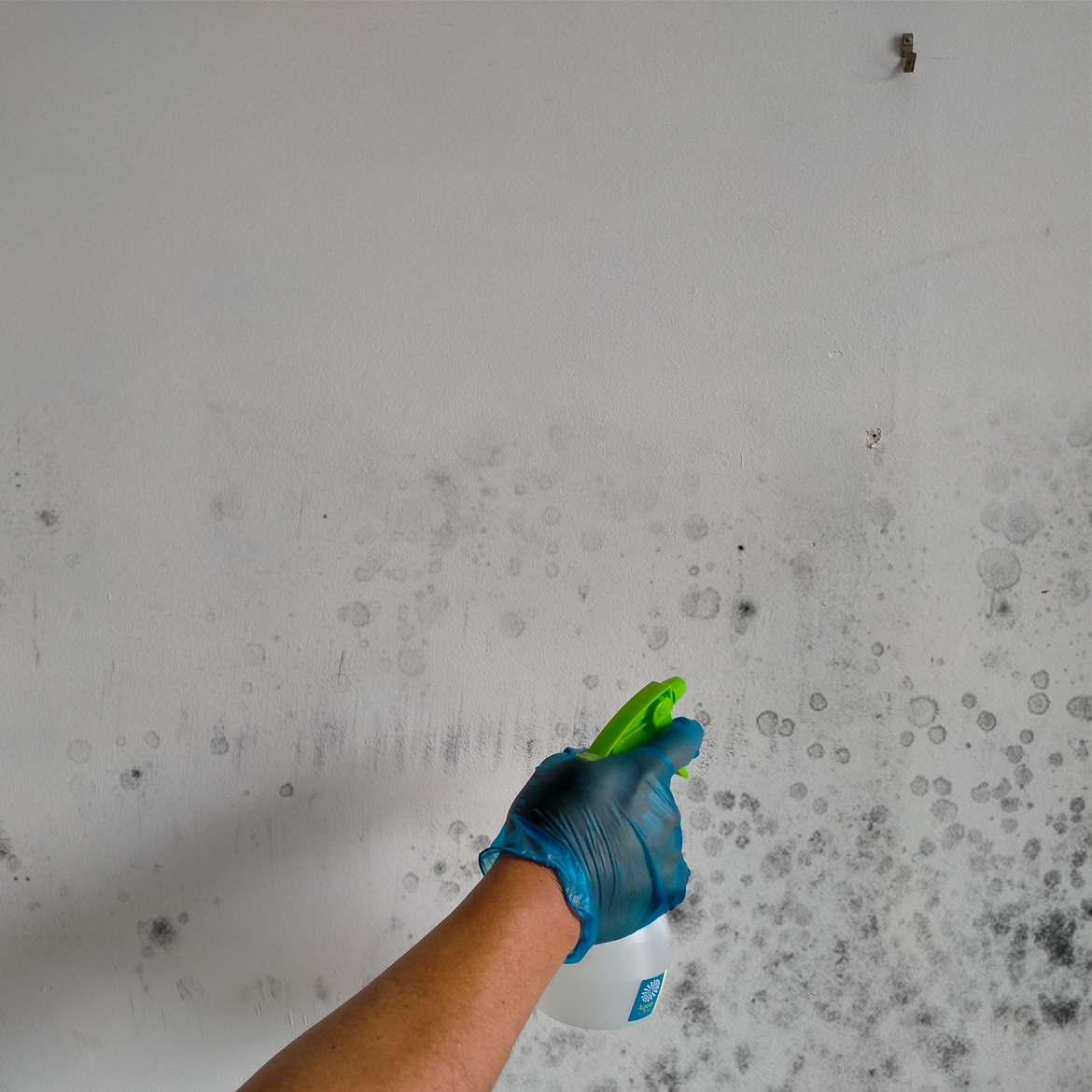 How to remove mould stains from walls Bunnings community