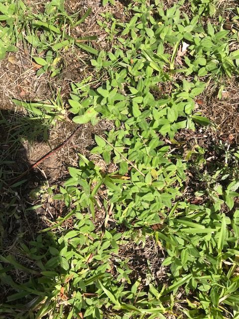 How do you treat weeds on a lawn? | Bunnings Workshop community