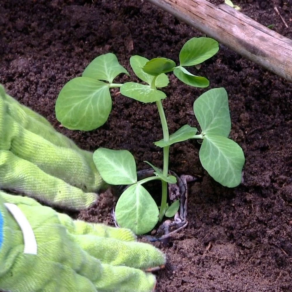 Step 5 Plant your seedlings pots and all.jpg