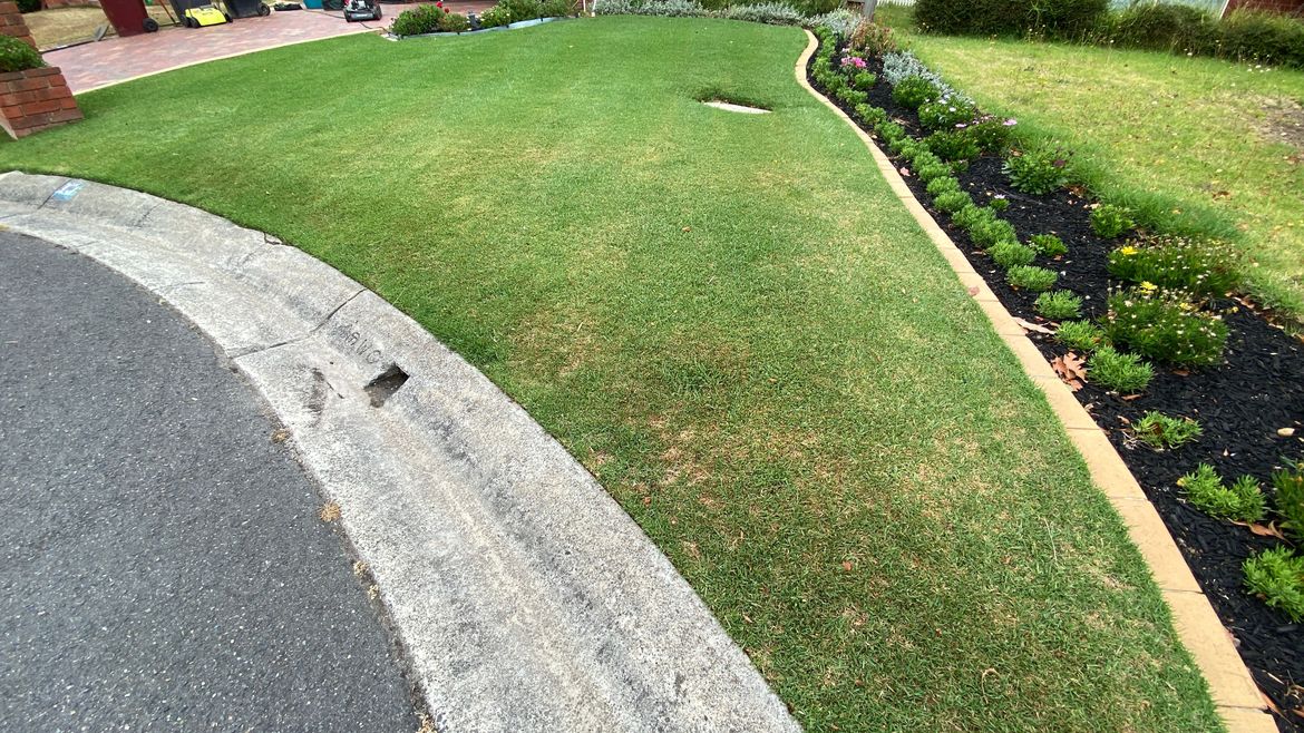 February 6 - Before mid-season lawn renovation (yellow patching, thatch build up, heat stress and beginning signs of black beetle larvae damage)