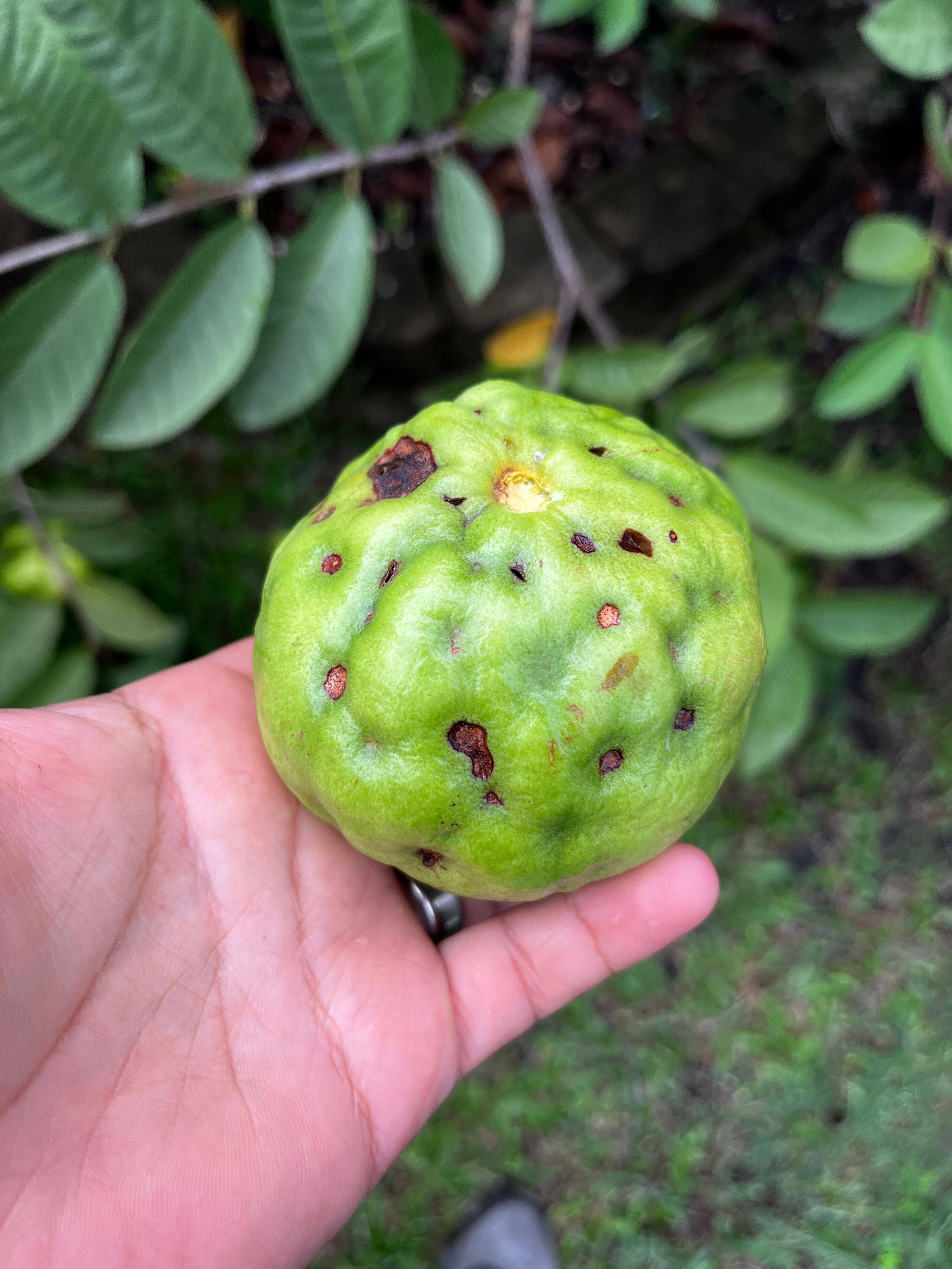 how-to-stop-bugs-eating-my-guava-fruit-bunnings-workshop-community