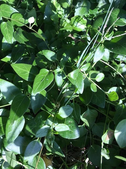 How do you treat weeds in a garden bed? | Bunnings Workshop community