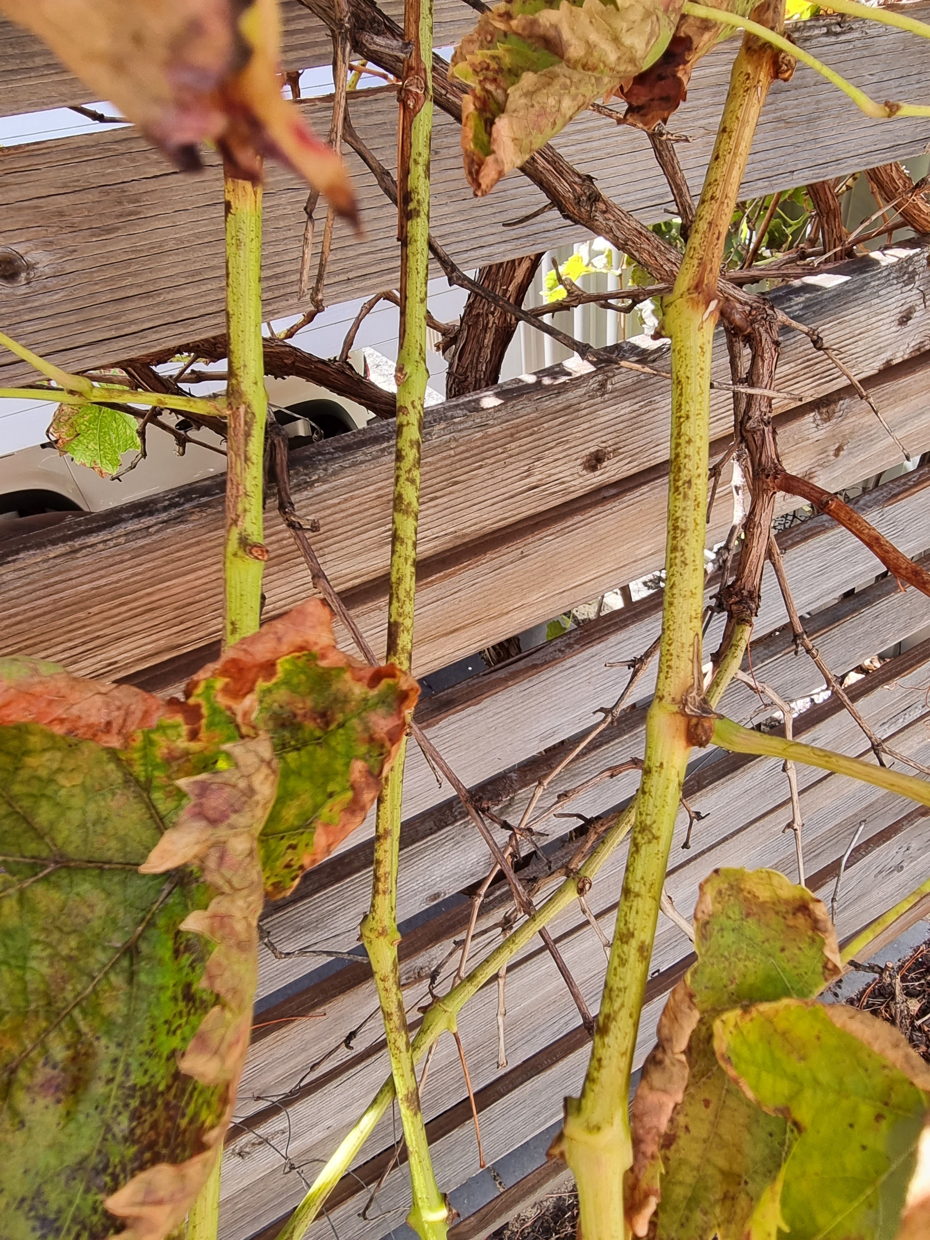 how-to-treat-powdery-mildew-on-grapevine-bunnings-workshop-community