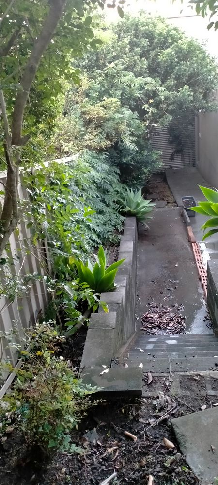 South side fence line.