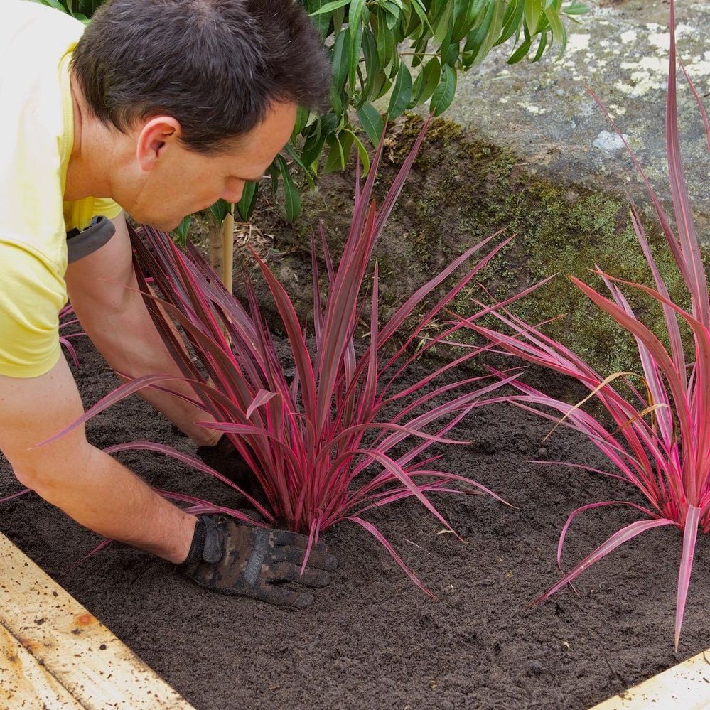 Step 13 Plant mulch and water.jpg