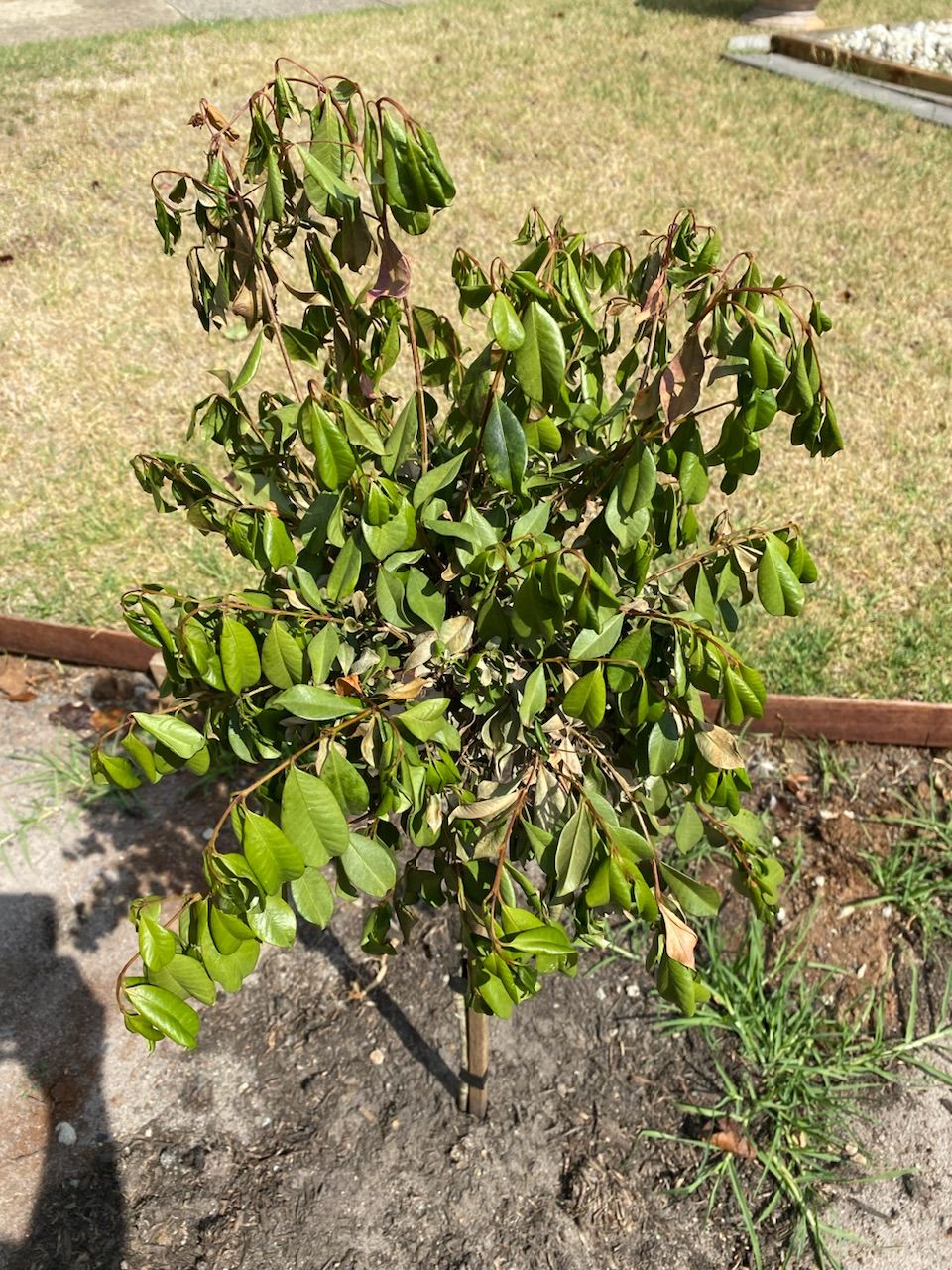 How to care for my dying lilly pillies? | Bunnings Workshop community