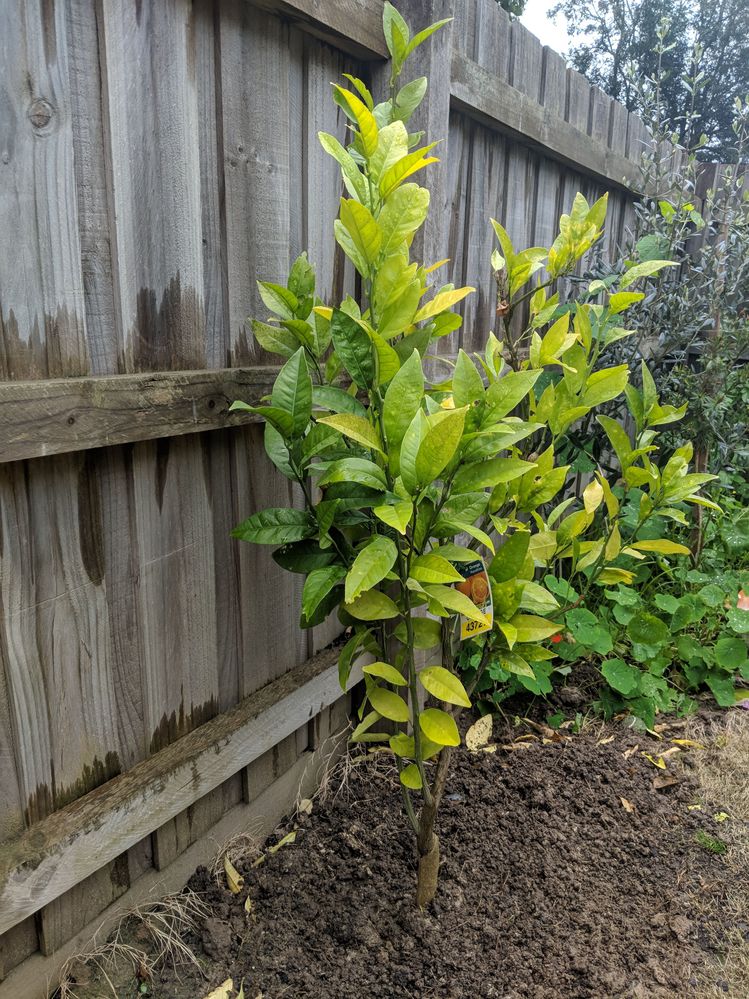 Orange tree