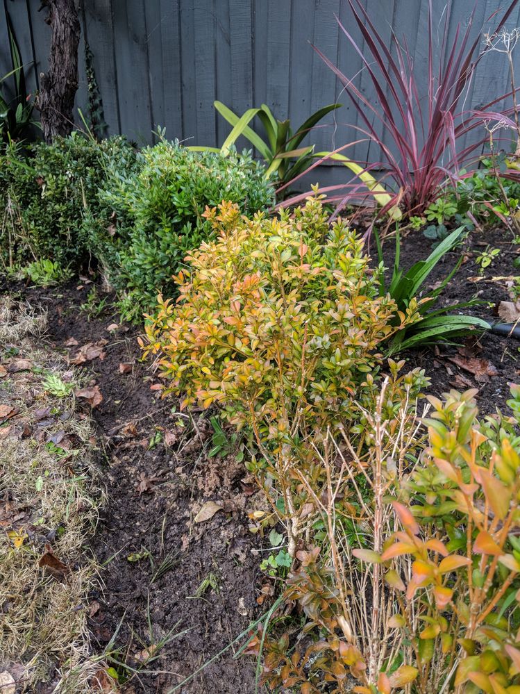 English box hedge