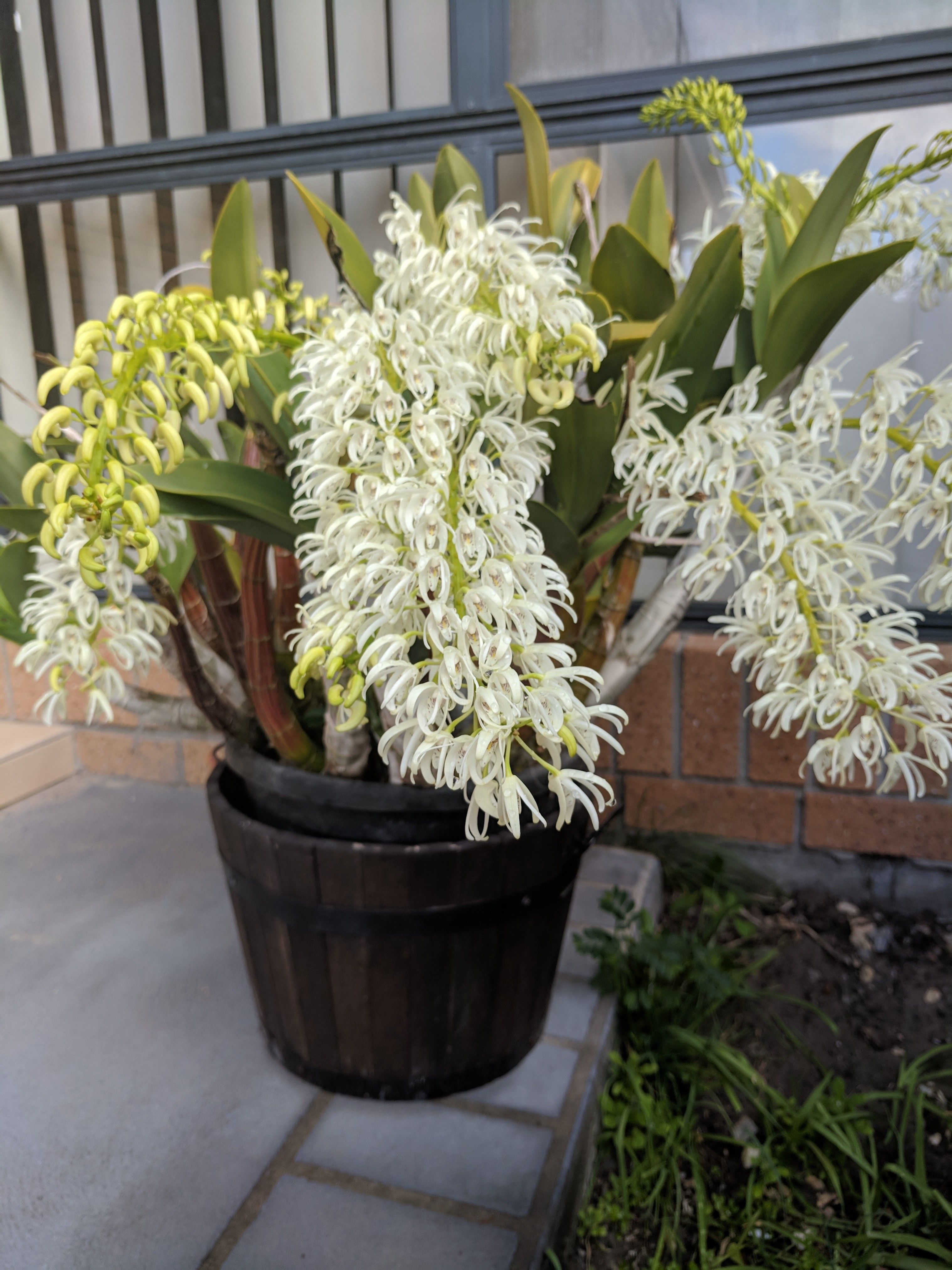 Australian native deals orchids