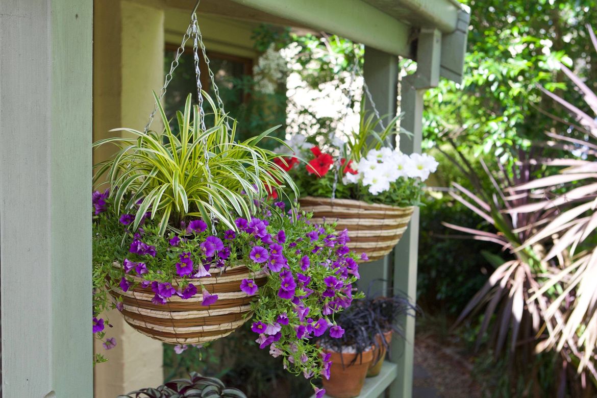 Step 6.1 Completed hanging basket.jpg