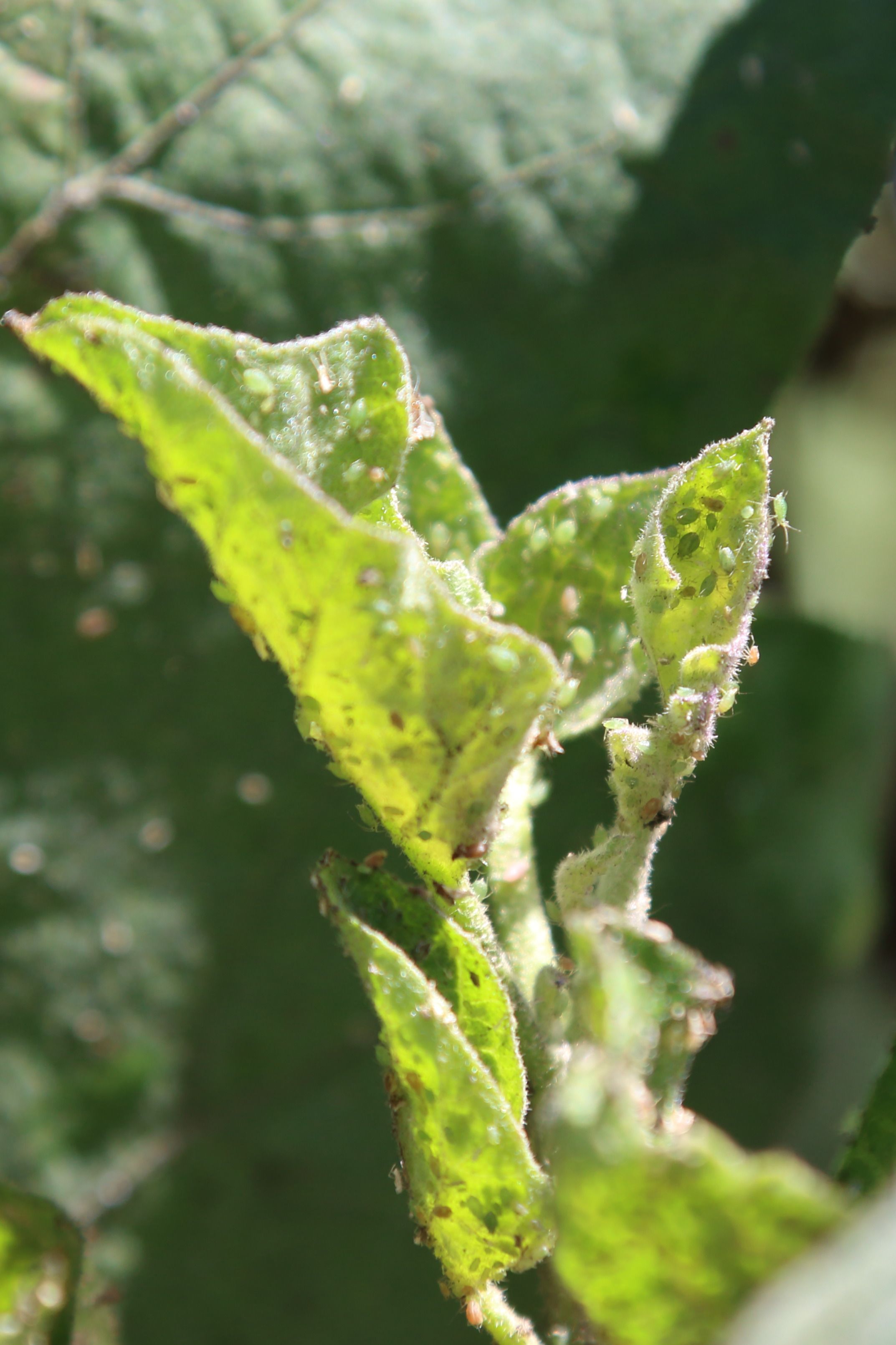 Solved: How To Get Rid Of Aphids On Eggplant? 