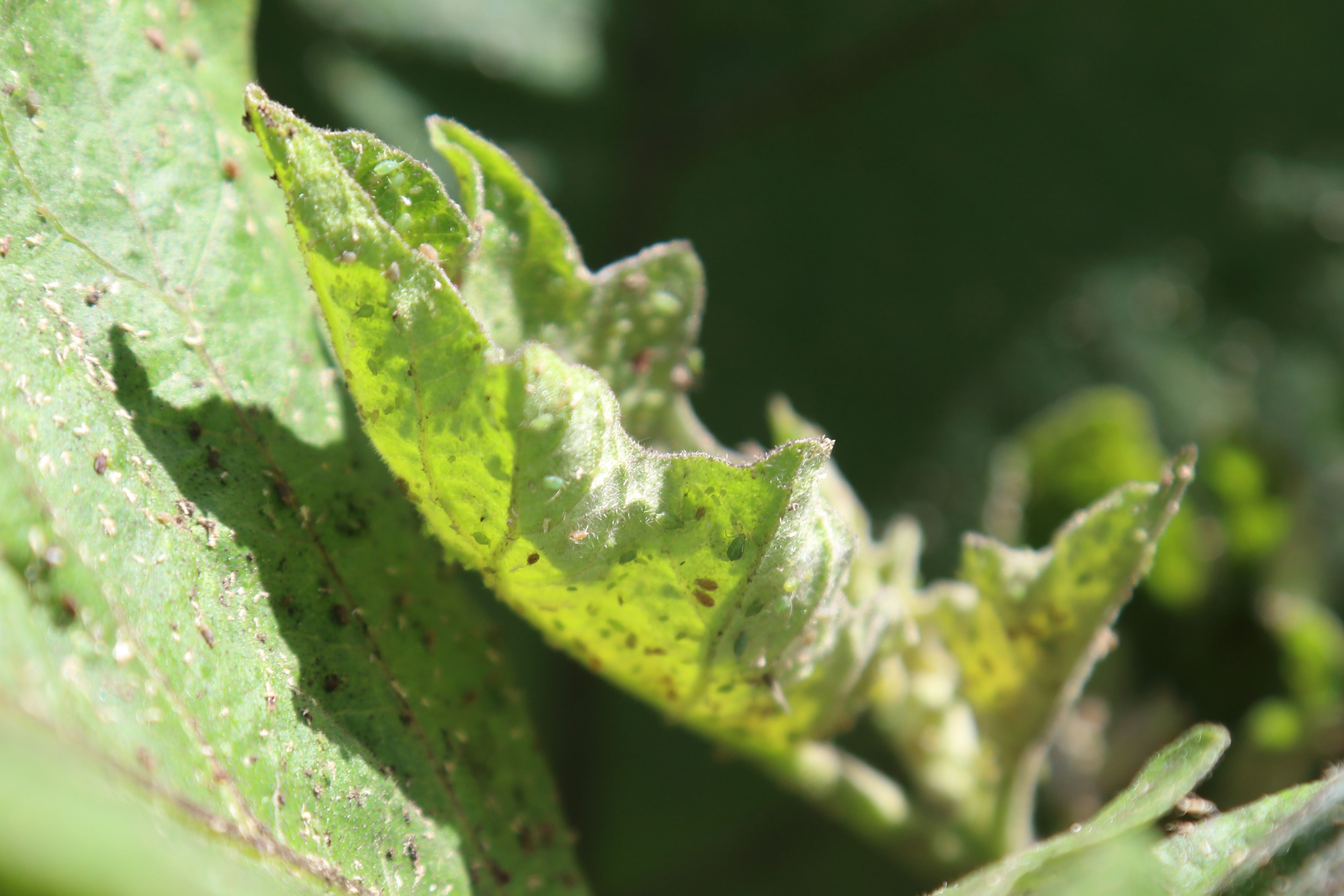 Solved: How to get rid of aphids on eggplant? | Bunnings Workshop community