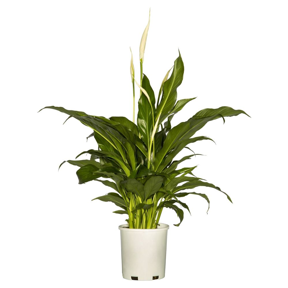 Sweet Bonito Peace Lilly