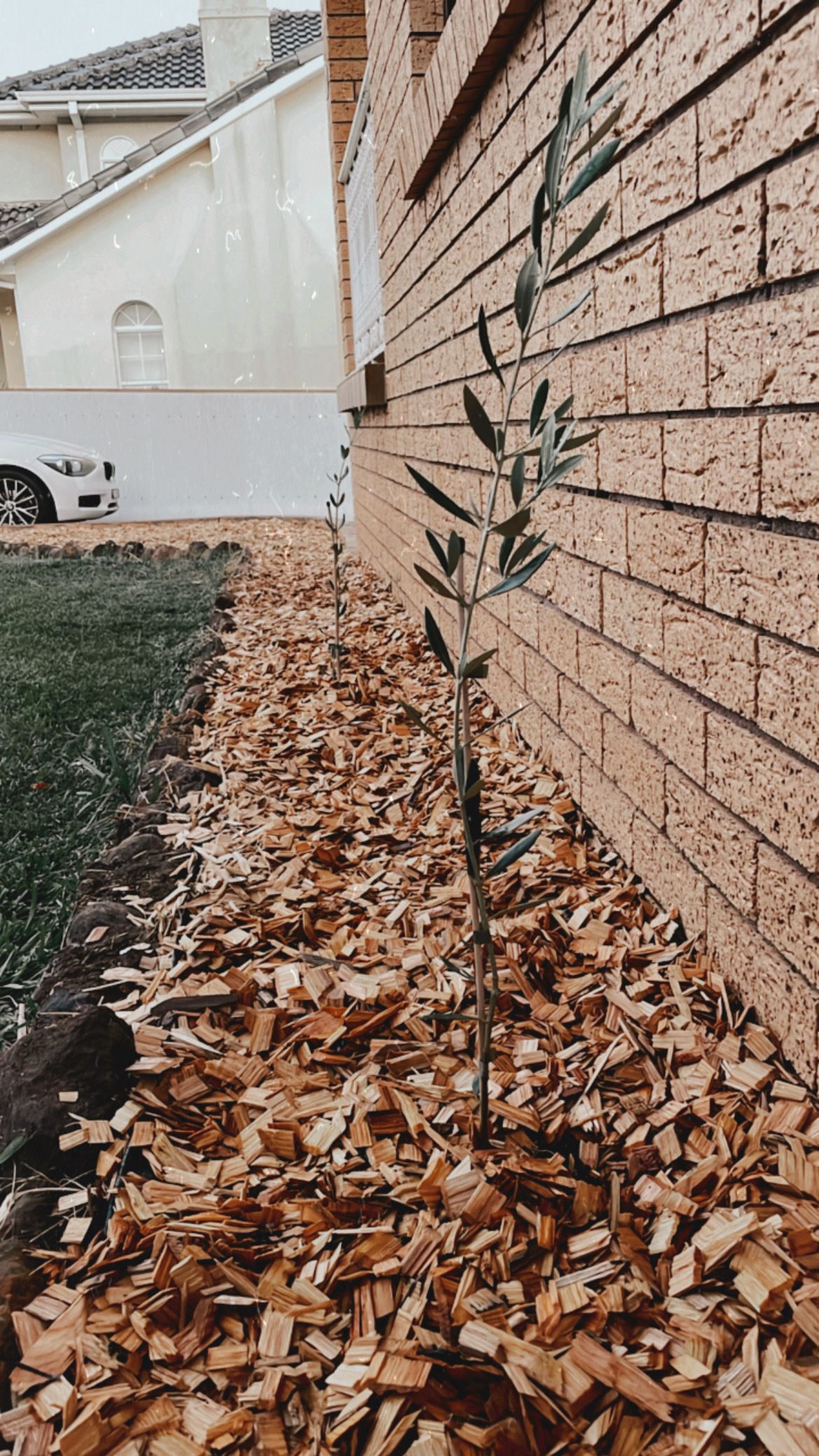 how-to-remove-weeds-and-grass-from-garde-bunnings-workshop-community