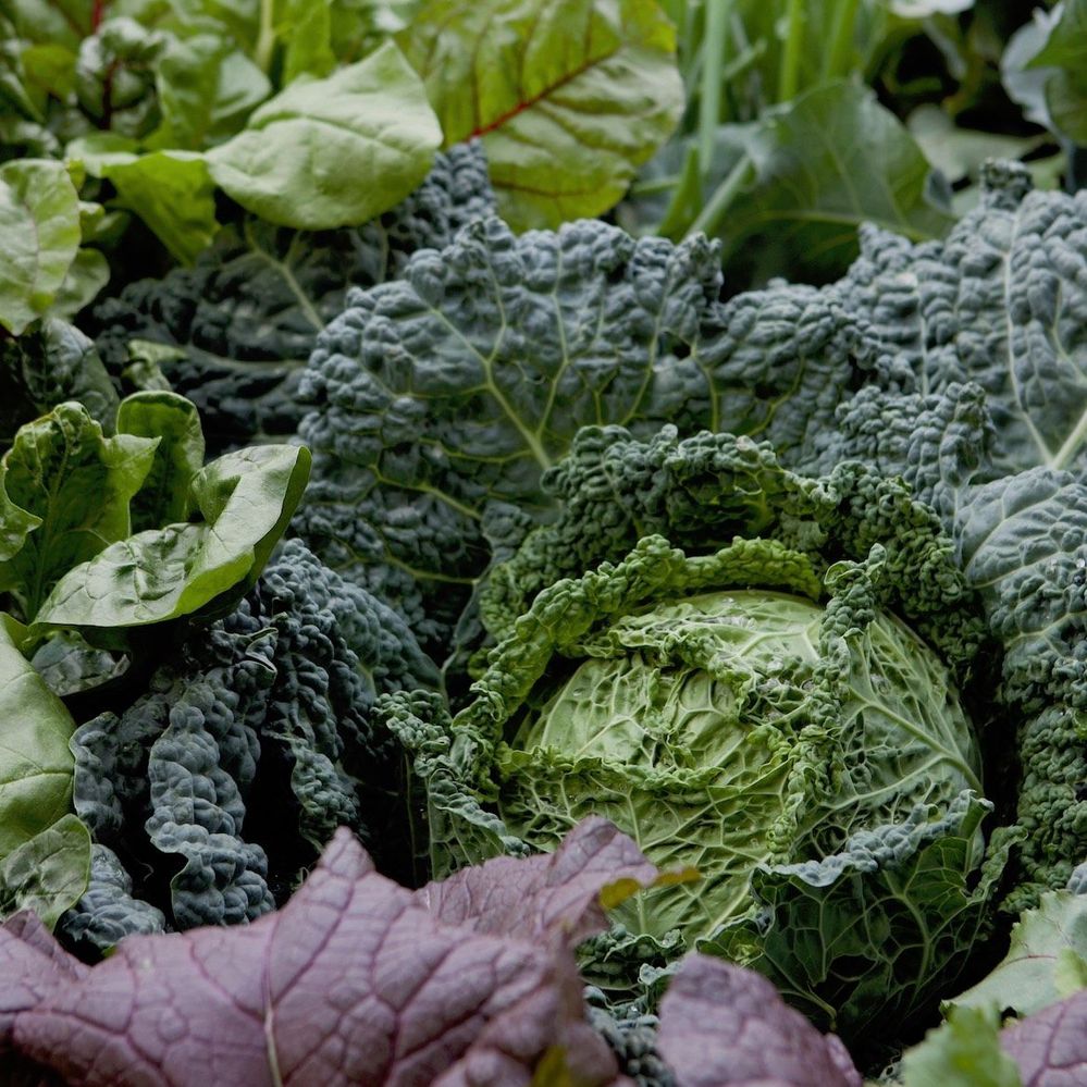 Cabbage can thrive in part sun