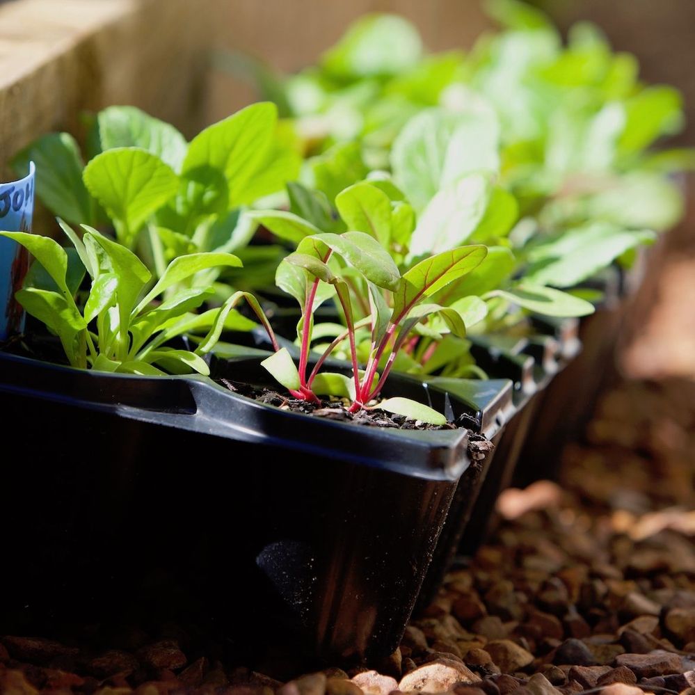 Start your seeds in trays