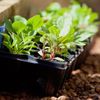 Start your seeds in trays