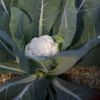 Cauliflower will be slower but worth the wait