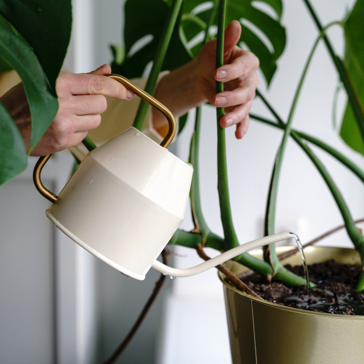 How to care for indoor plants in winter | Bunnings Workshop community