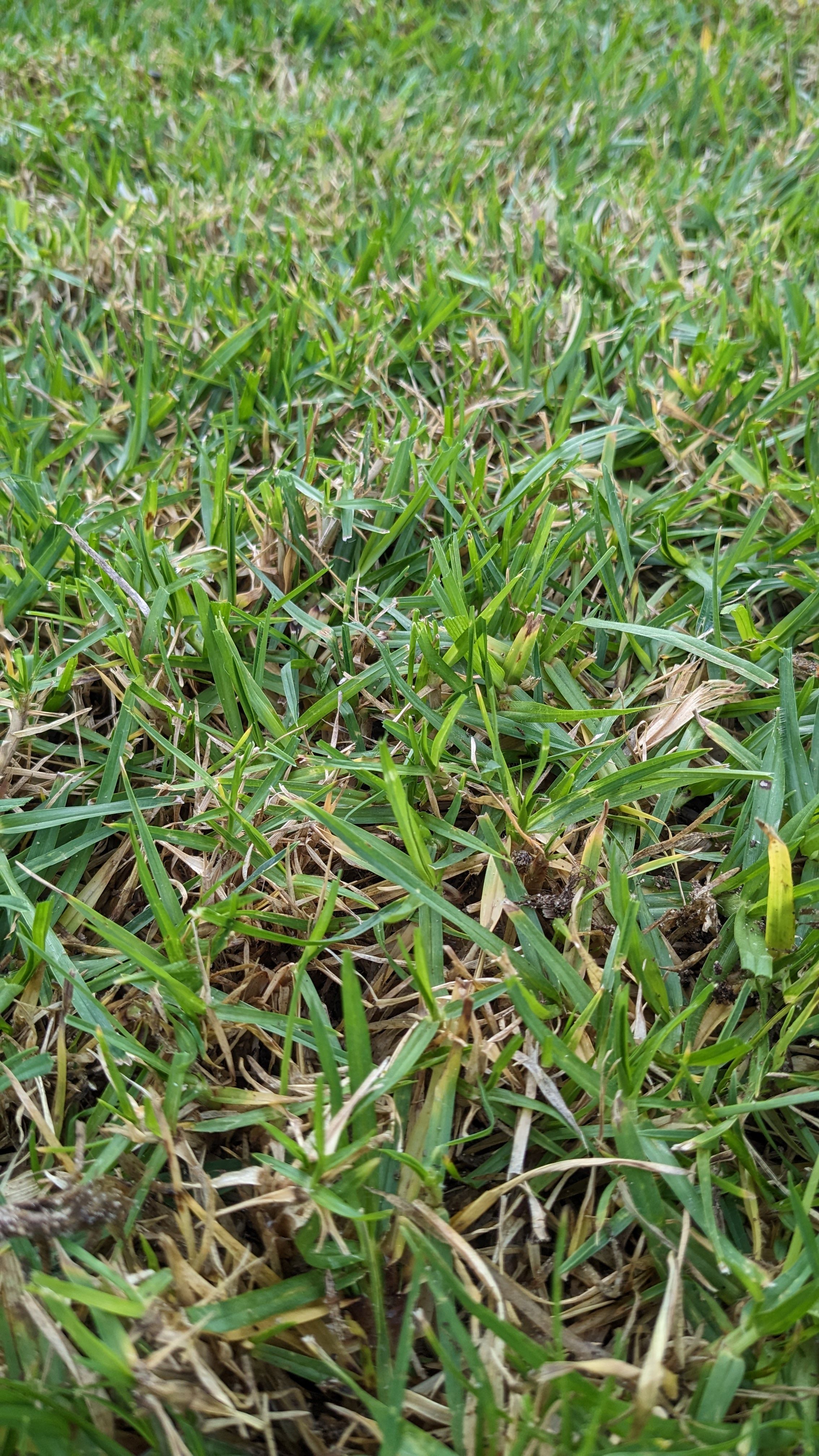 is-this-winter-grass-bunnings-workshop-community