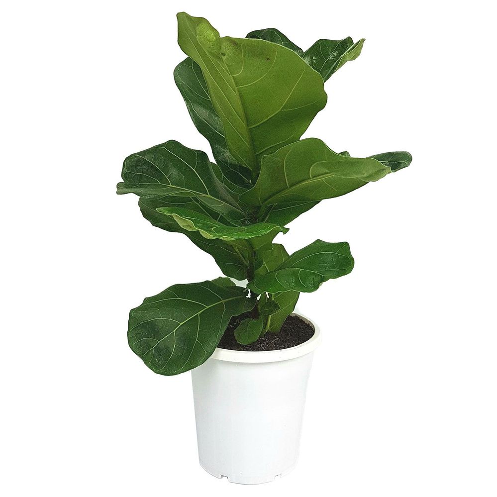 FiddleLeaf.jpg