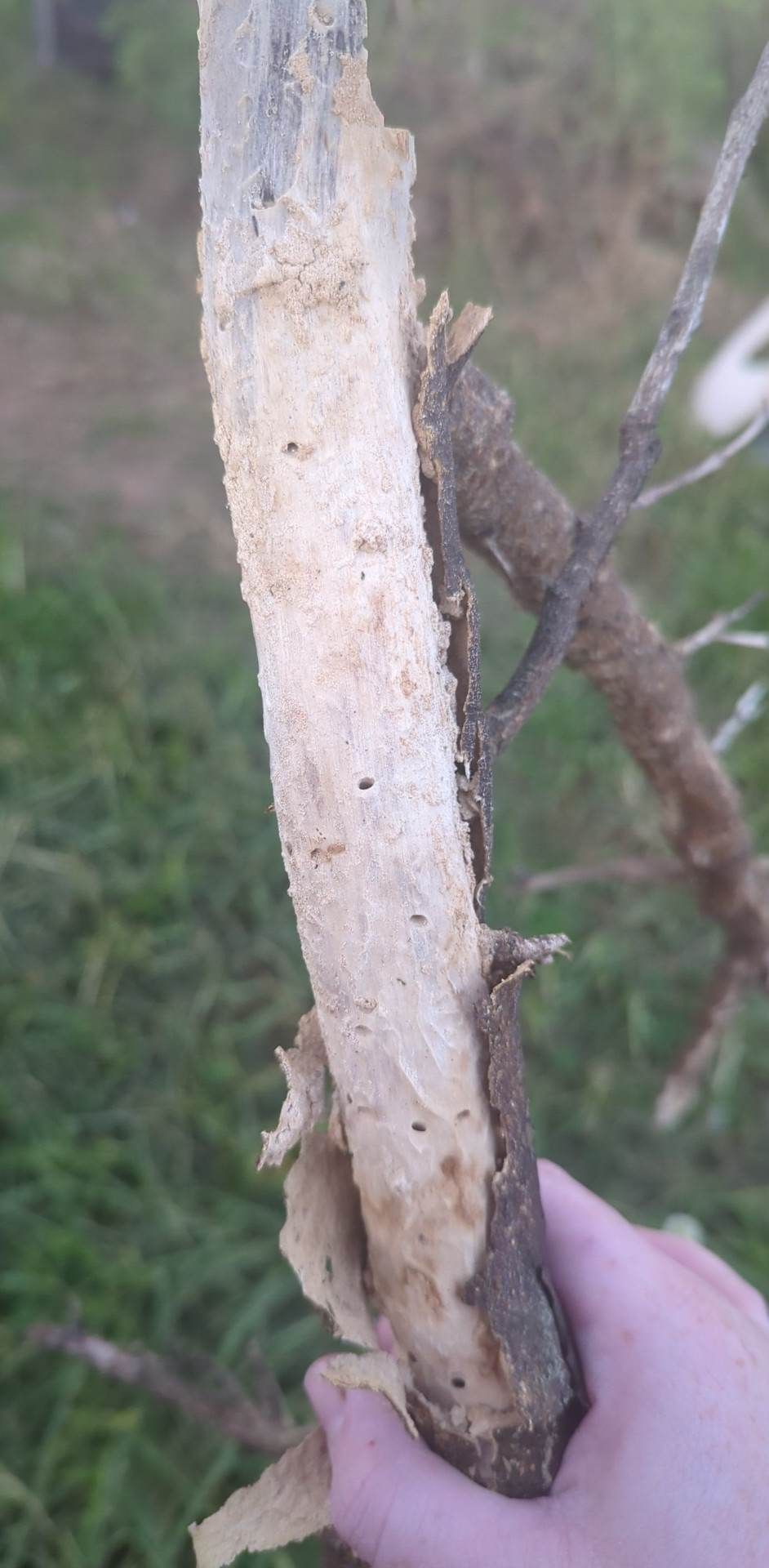 Borers in lemon tree, too far gone? | Bunnings Workshop community