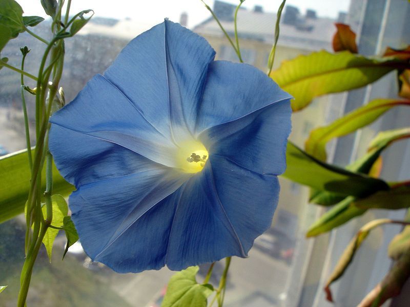 Morning_Glory_Flower.jpg