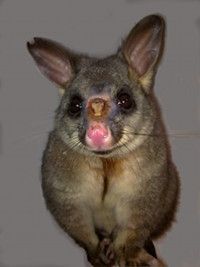 Brushtail_possum_exudative_dermatitis.jpg