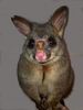 Brushtail_possum_exudative_dermatitis.jpg