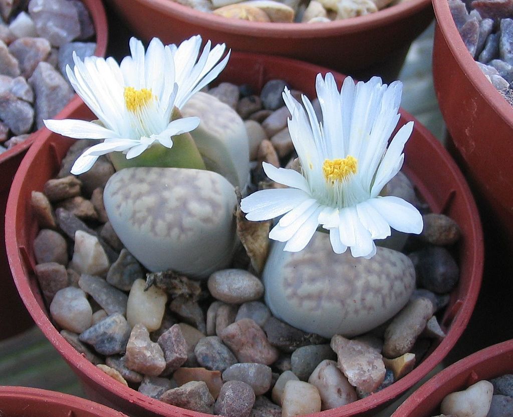 lithops.jpg