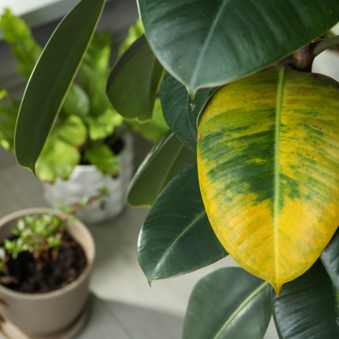 How to diagnose a sick plant | Bunnings Workshop community