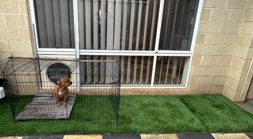 Outdoor dog enclosures clearance bunnings