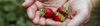 Strawberries.png