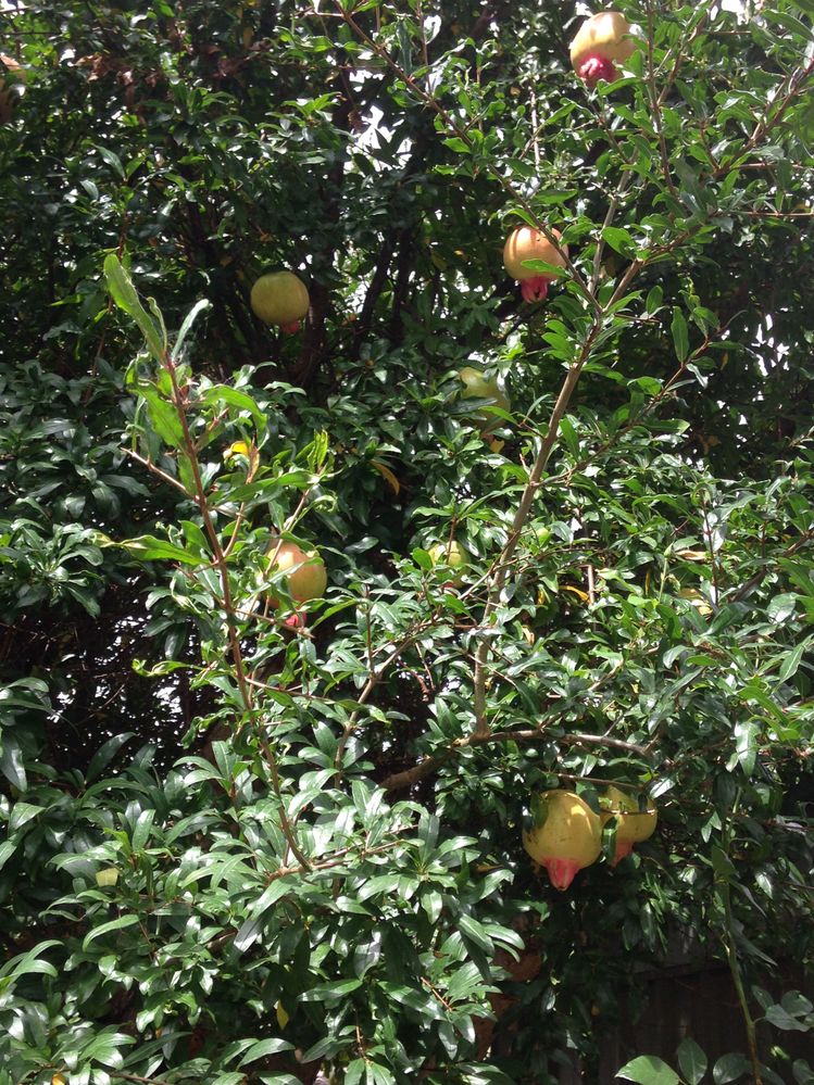 Pomegranate time! Not quite ripe yet