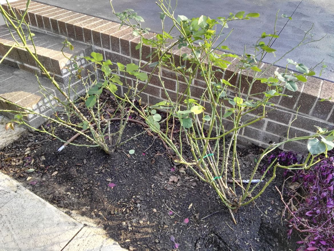 Transplanted rose plants