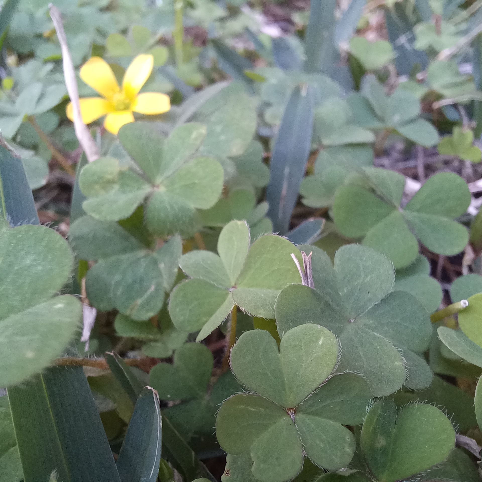 how-to-remove-clover-from-lawn-bunnings-workshop-community