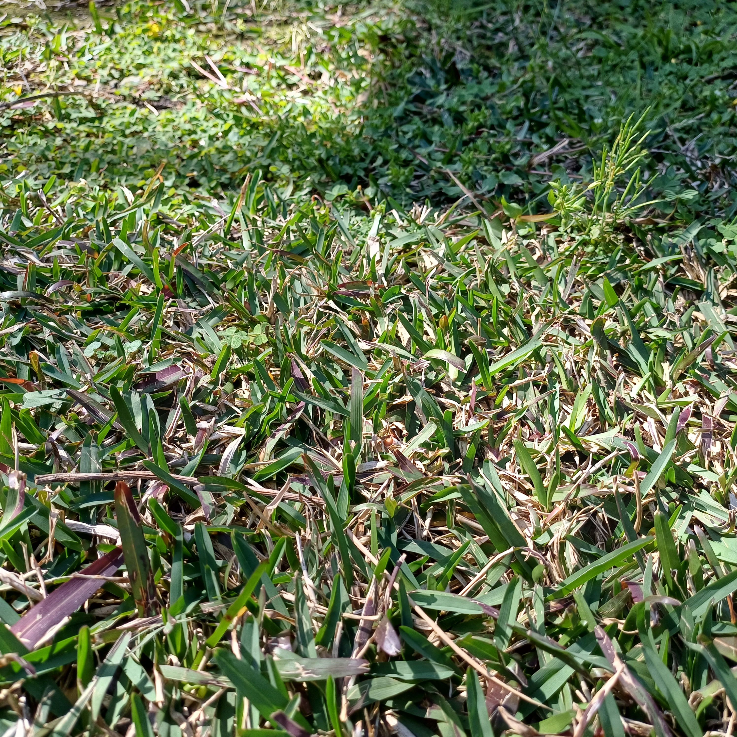 How to remove clover from lawn? | Bunnings Workshop community