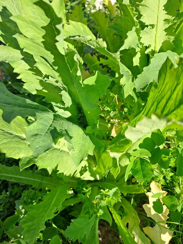 What are these 2 plants? | Bunnings Workshop community