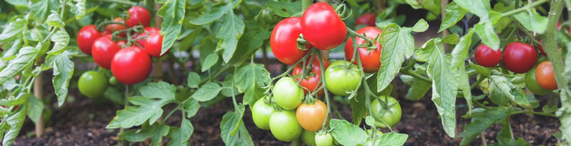 Planting tomatoes.png